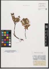 Foto von Salix pyrenaica Gouan